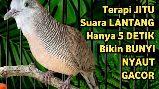 Download lagu Perkutut Lokal Gacor Suara Super Kristal - Pancingan Malas Bunyi (99%AMPUH BANGET) mp3 Download lagu Perkutut Lokal Gacor Suara Super Kristal - Pancingan Malas Bunyi (99%AMPUH BANGET) mp3