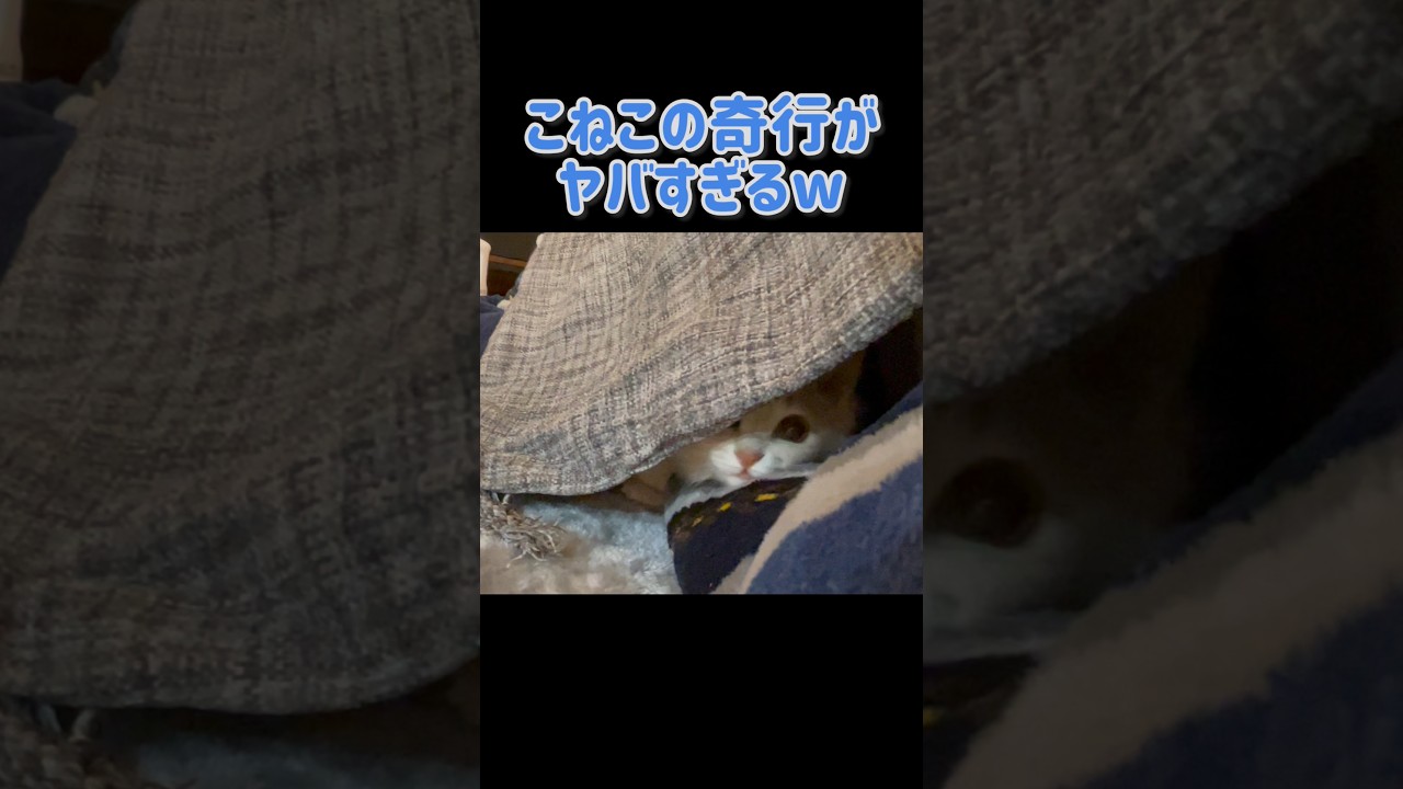 【悶絶⚠️】こねこの奇行がヤバすぎるw