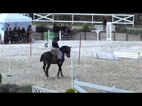 Prova Velocidade Equitação Trabalho