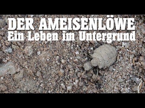 Der Ameisenlöwe - Leben im Untergrund