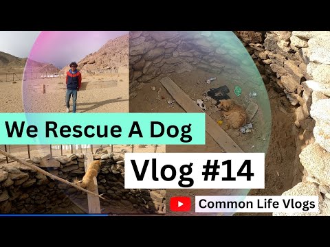 Vlog #13 | Today We Rescue a dog. #dog #rescue #commonlifevlogs
