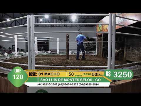 BRASIL LEILÕES - SÃO LUIS DE MONTES BELOS - GO -27/05/2026