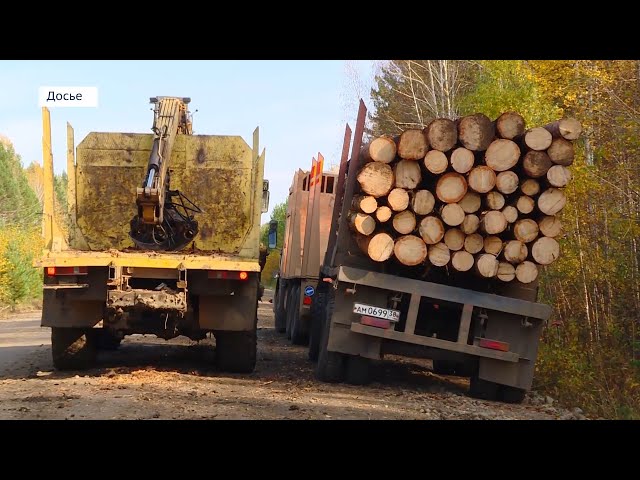 Леса Приангарья в опасности