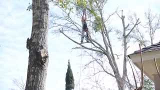 preview picture of video 'Tree Removal, Pass Christian Mississippi'