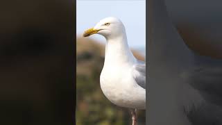 Sølvmåge fuglelyd