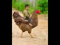 Cute Thukulu Thakulu Cham Cham Odia Song Shorts Youtubeshorts Short