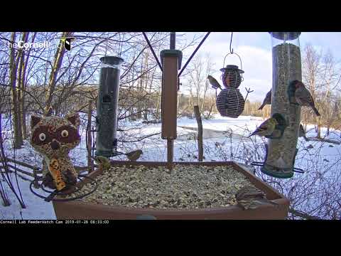 Finches Flock To Cornell Feeders On Brisk Monday Morning – Jan. 28, 2019