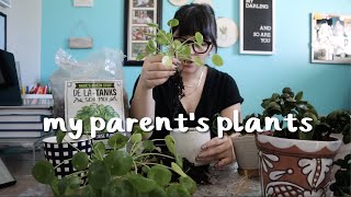 doing my parents' plant chores 🪴