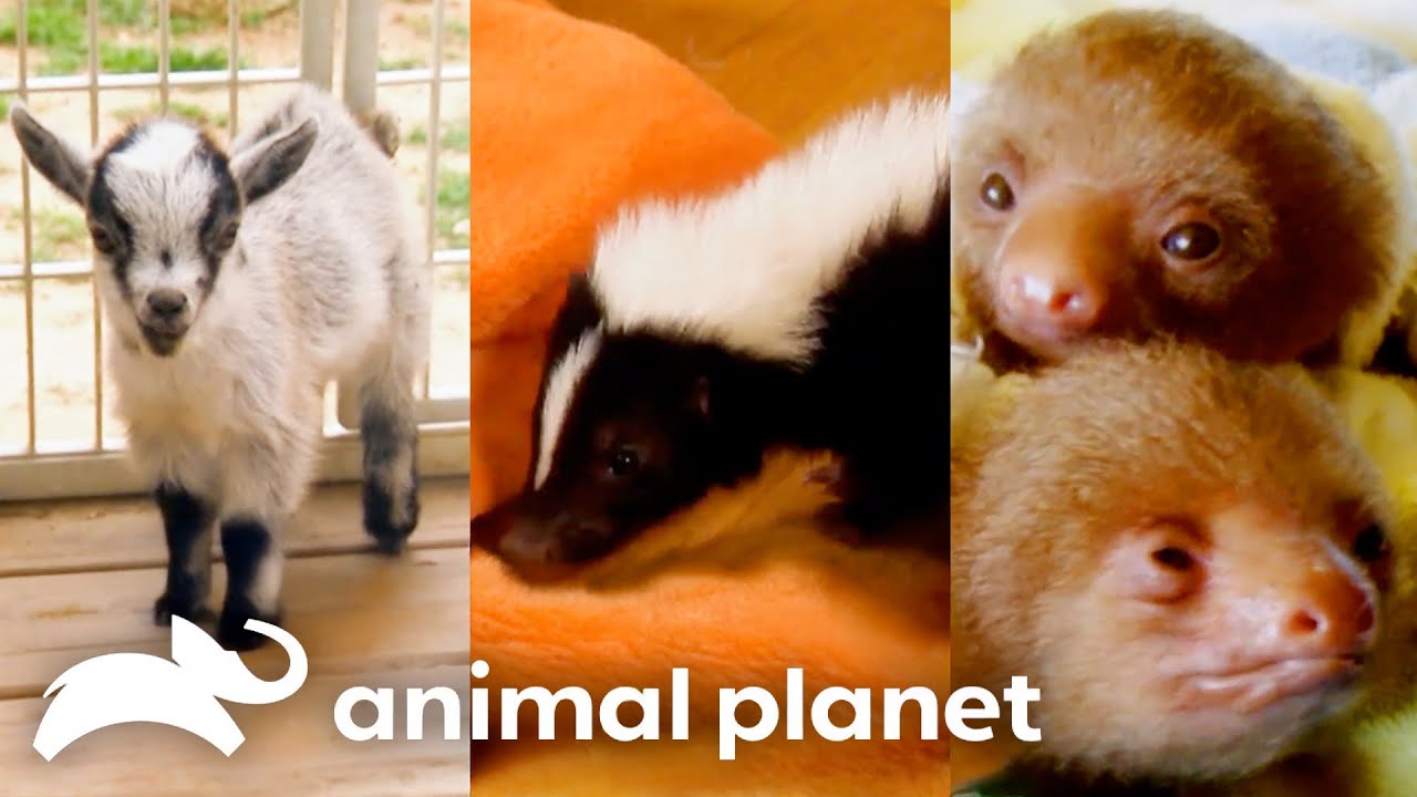 Baby Sloths, Goats, Skunks, and More! | Too Cute! | Animal Planet
