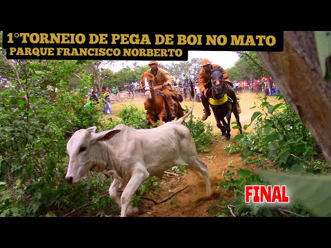 1° TORNEIO DE BOI NO MATO no parque FRANCISCO NORBERTO (FINAL)#romariofeitosa #pegadeboinomato