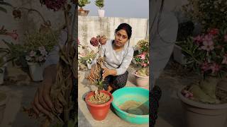 Download lagu How to preserve dhalia for next year #shorts #ytshorts #dhalia #flowers #garden mp3