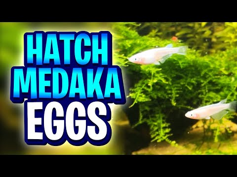 How I Hatched eBay Medaka Eggs With A 100% Fry Survival Rate!