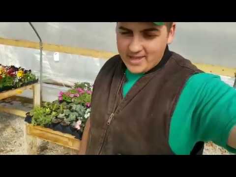 Planting Begonias in Greenhouse!