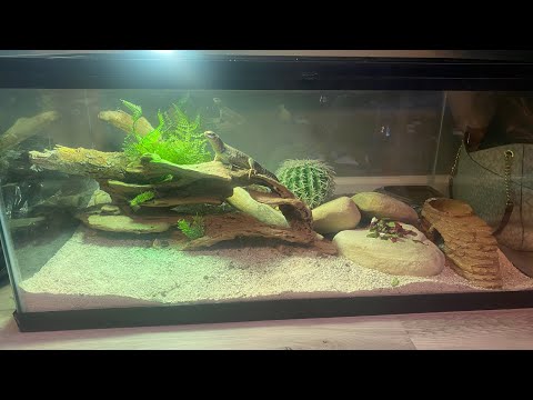 Desert iguana setup video