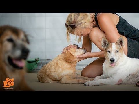 What can you do for Thailand's dog and cats from your own country?