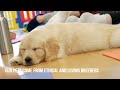 Puppy Yoga Zen Beyond Belief Howto Puppy Puppy Yoga Puppyyoutube Cute Dog Doglover