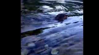 Nutria en la garganta