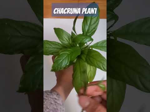 Chacruna plaant propagate from cutting the stem