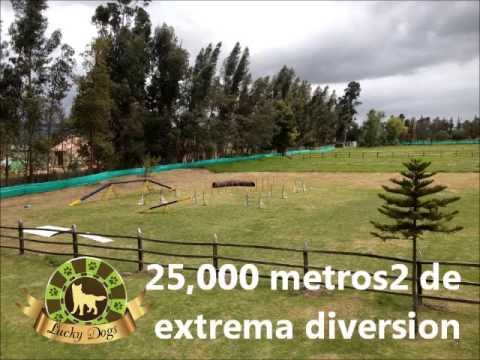 Lucky Dogs Guarderia Canina