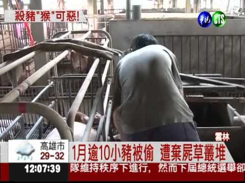 偷走小豬玩到死 兇手竟是獼猴!