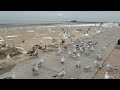 Feeding Herring Gulls And Ring Billed Gulls