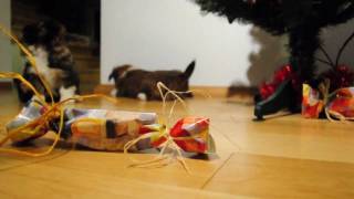 preview picture of video 'Šuniukai | Puppy Christmas'