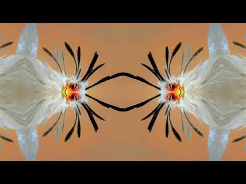 The Glitch Wizard DJ | Whirlwind Visuals VJ | WiddFam TunesDay 58 | August 2nd 2022