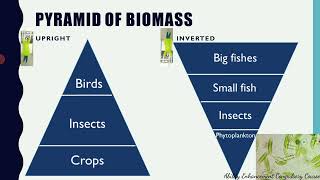 Food Chain | Food Web | Ecological Pyramid | EVS | Environmental Studies
