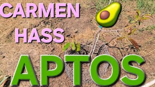 PLANTING A CARMEN HASS IN APTOS CALIFORNIA