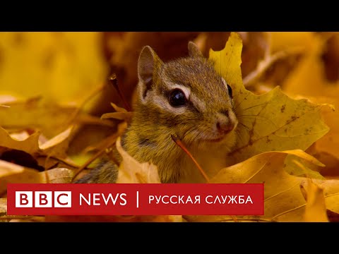  
            
            Битва за листья в лесах Новой Англии: сотрудничество и борьба за выживание среди животных в меняющейся среде

            
        