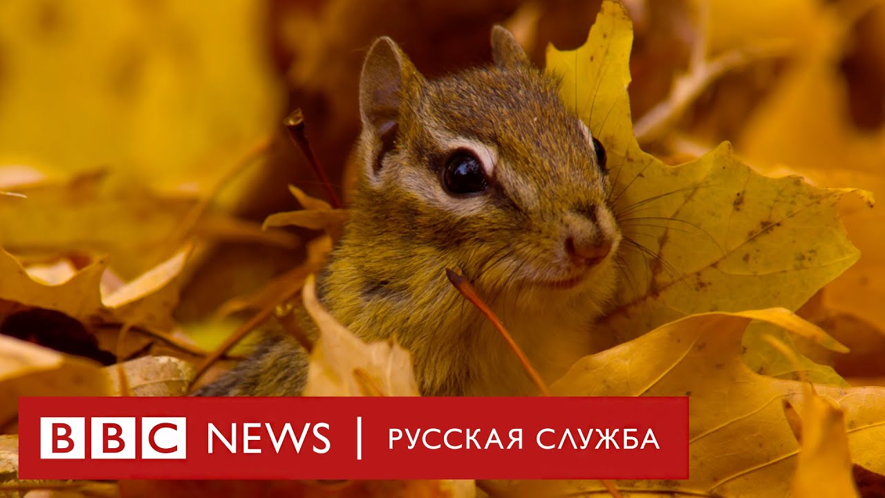 Первое видео