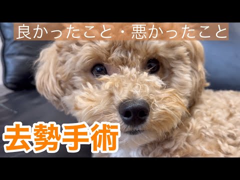 去勢手術後どれくらいで犬は落ち着いてきますか?