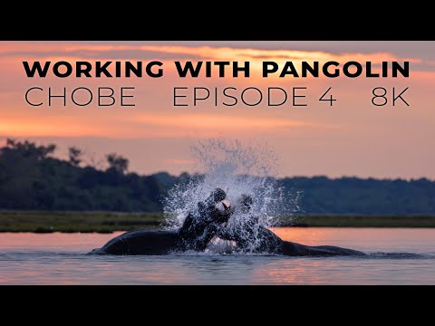 Working with Pangolin: 8K Wildlife Filming with Pangolin Photo Safaris - Chobe 2021 Ep 4