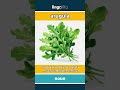 arugula (noun) - definition and usage in English