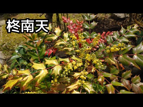 ヒイラギ「コンベクサ」 植物