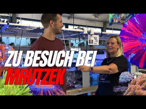 Reef art & design zu besuch bei Mrutzek: Plus absolut geiles Makroalgen Aquarium.
