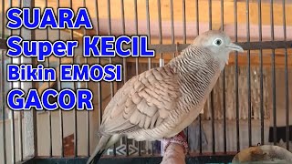Download lagu Perkutut Lokal Gacor Suara Kecil Pancingan Burung Perkutut Agar Cepat  Bunyi (99% AMPUH) mp3