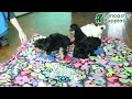 Yorkiepoo dogs for sale: Homer - Video 1