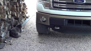 Smoky Wanted A Video Showing His Stalking Abilities - He Has A Lizard Trapped