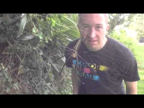 Golden Orb Weaver Spider Okinawa, Japan