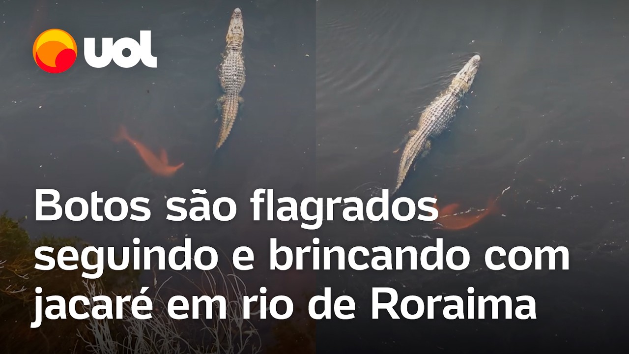 Jacaré é 'perseguido' por botos-cor-de-rosa em rio de Roraima; vídeo flagra animais brincando