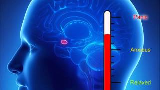 Amygdala hijack fight or flight response|how to stop anxiety