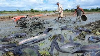 Rice Field Wonders: A Fisherman's Amazing Hand Fishing Skills for Catching Abundant Catfish!