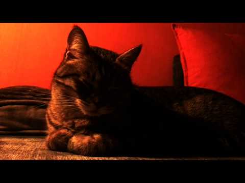 Thumbnail for Sleeping Tune - Gordon Duncan by Fusilla Spark by Mae
