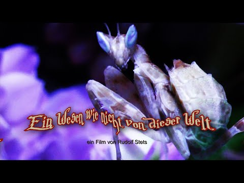 Ein Wesen wie nicht von dieser Welt