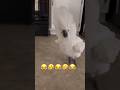 White And Colorful Macaw Parrot ️ Shorts Youtubeshorts Birds Viral Parrot