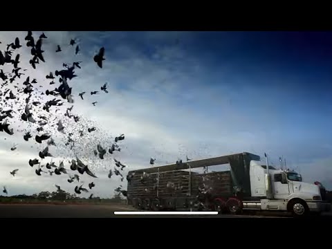 Little Ripper - Fast, Feathered and Fearless - Pigeon Racing Documentary OFFICIAL TRAILER