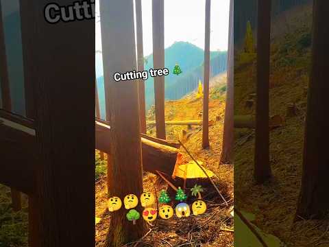 Cutting tall tree chainsaw!2026#fall #tree #trees #woodworking #woodwork #shortsfeed #shorts