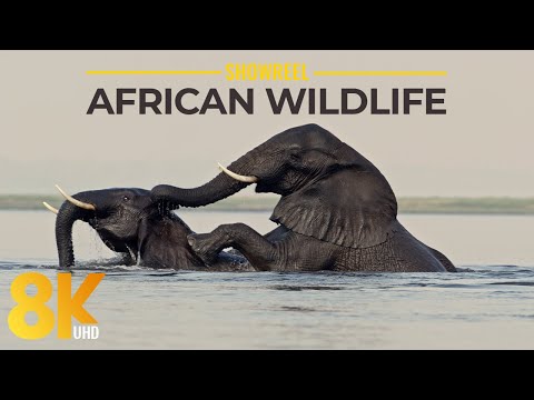 8K Amazing Wildlife of National Parks & Reserves of South Africa - 2023 Showreel from Robert Hofmeyr