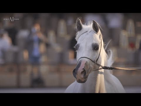 👑 SALMA AL BAWADY 👑 Silver Champion Mare, 2022 KIAHF ARABIAN PENINSULA SHOW